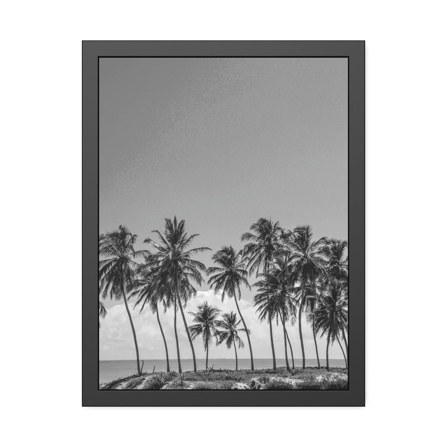 Palm Views