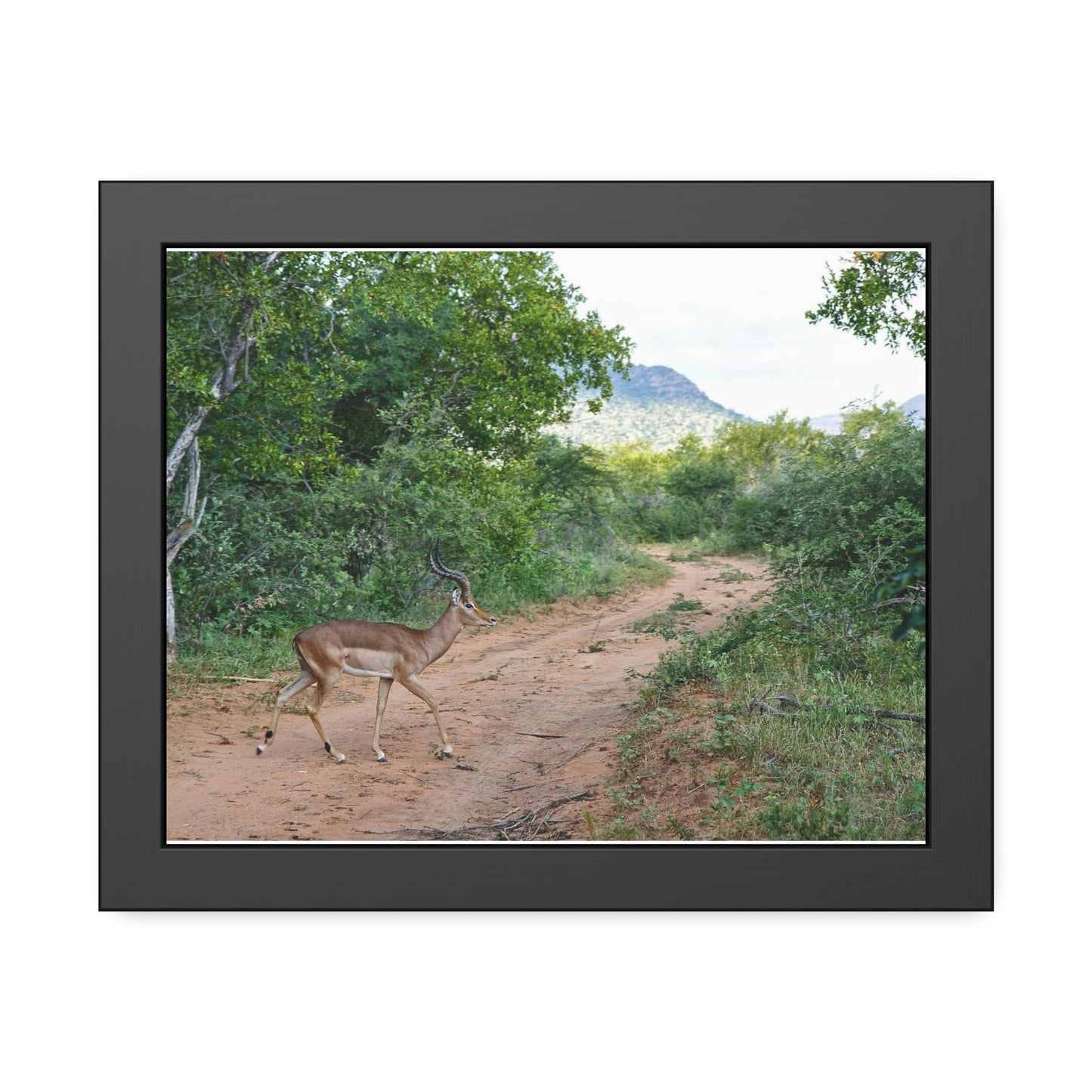 Lone Impala